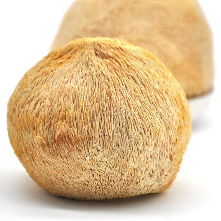 Factory Hot Sales Natural Mushroom Bulk Hericium Erinaceus Dried Lion Mane Hericium