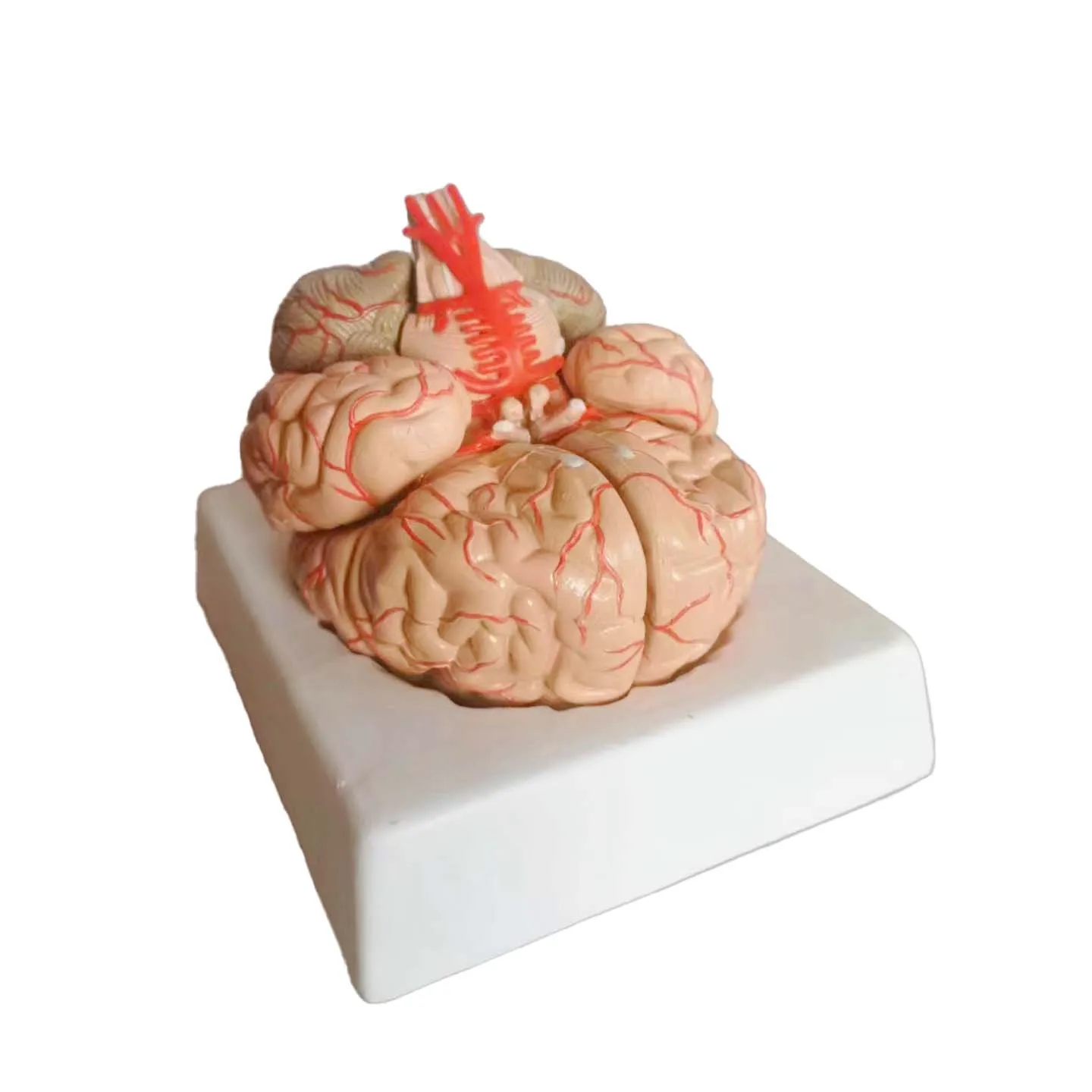 Medical Science teaching resources Human brain Model Brain anatomical model 9 parts assembled with digital markings
