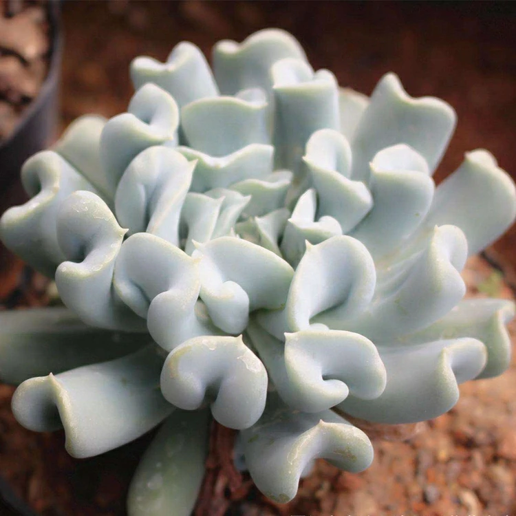 Красивое инновационное дизайнерское искусственное растение-суккулент Echeveria runyonii Topsy для праздничного подарка