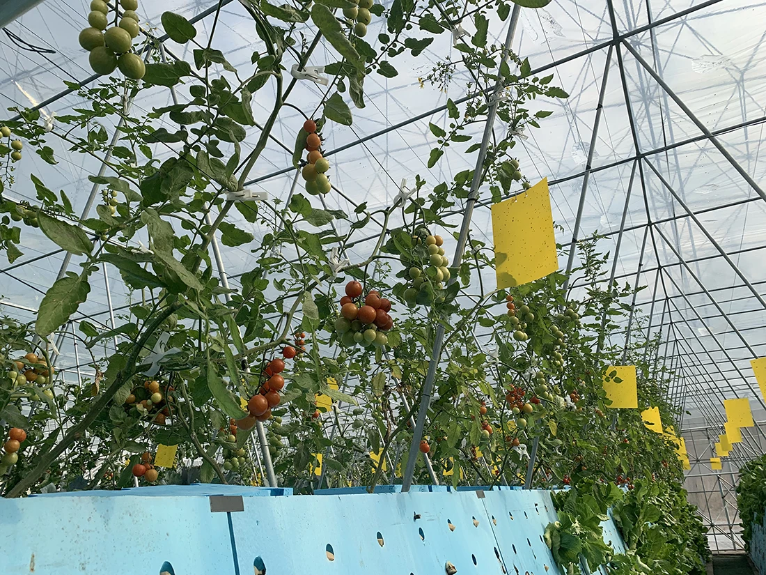 Factory Cheap Price Hydroponics Grow Kit Agricultural Ecological Garden Used Seed Plant grow Hydroponic seed sponge