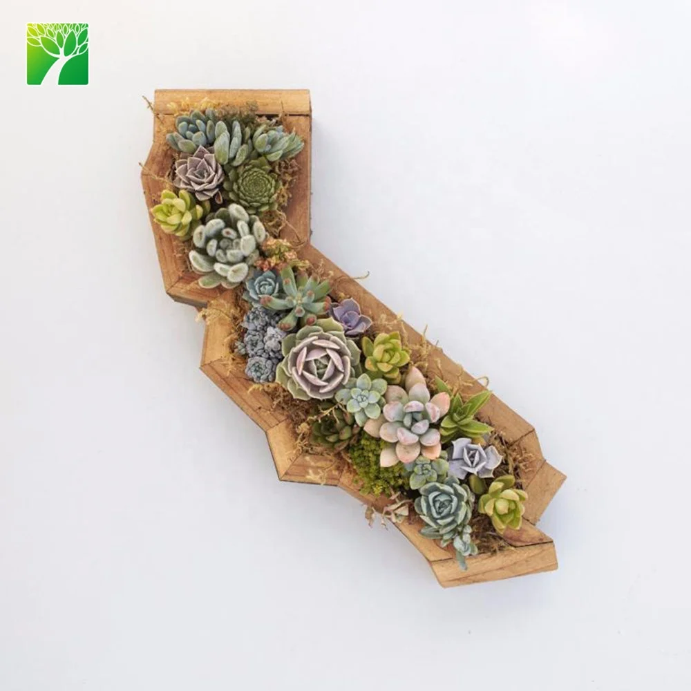 Beautiful indoor decoration ornament plant redwood kit for amazon seller