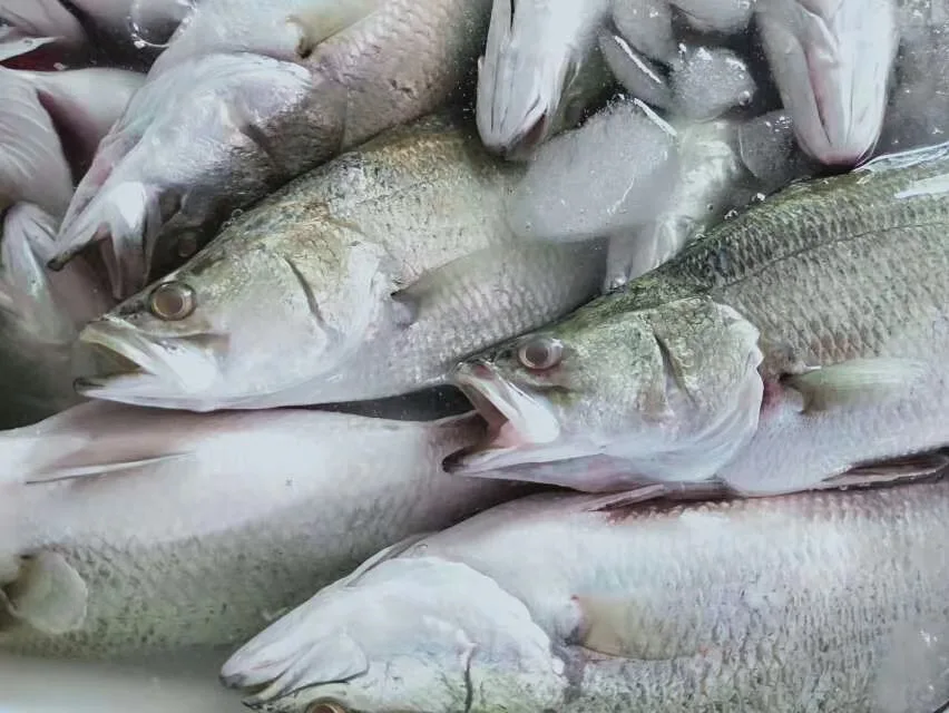  Китай высокое качество рыба замороженные морепродукты цельная замороженная морская