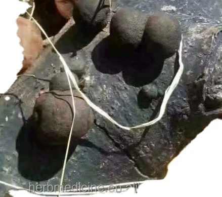 Black color natural fungus Wild cramp balls Daldinia concentrica