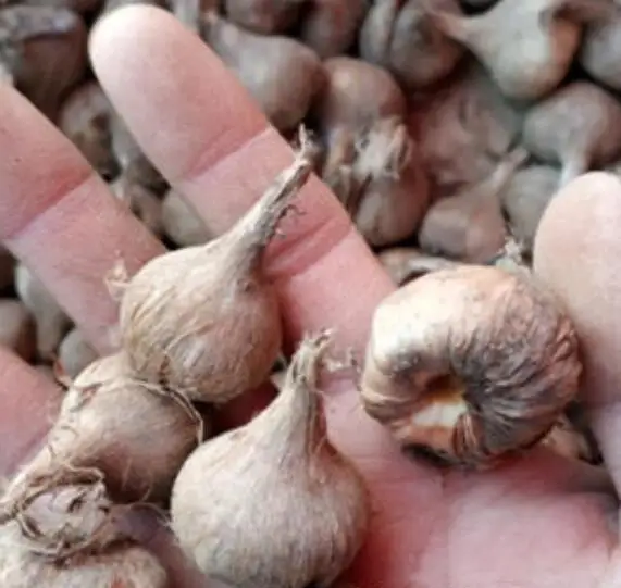 High quality flower Fresh saffron crocus bulbs for sale