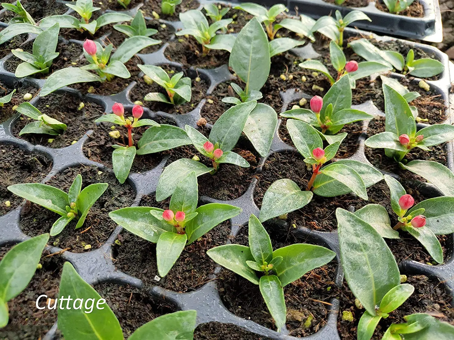 Seed Starter Tray Seedling Kits Plant Starter Kit with Adjustable Humidity Dome and Base Indoor Greenhouse Propagator for Seeds