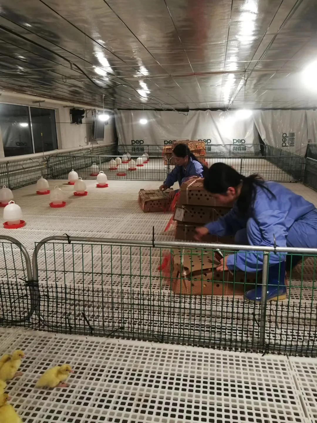 1200*500mm Broiler house Poultry chicken duck goose goat rabbit slat floor for sale