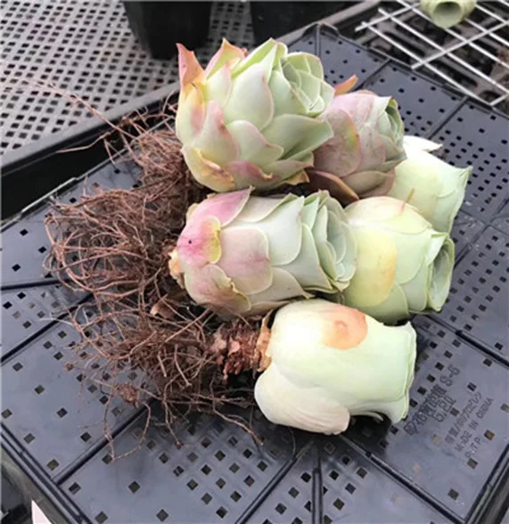 Высококачественные живые суккуленты Greenovia Tenerife