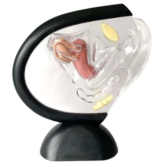 
Transparent uterus teaching model,Transparent female reproductive system model 
