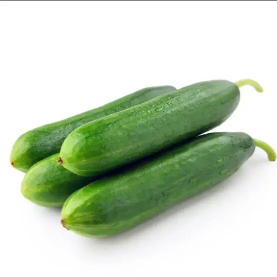 Heat Tolerant hybrid cucumber seeds for open filed