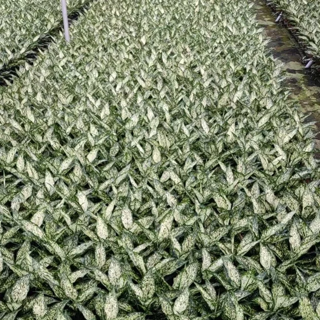Wholesale factory plug seedlings aglaonema Emerald South Korea other agricultural products artificial plant