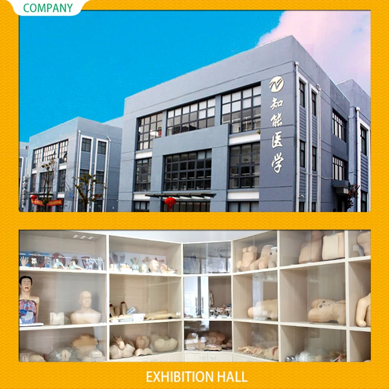  BIX-A1010 Анатомия человека Скелет для взрослых модели черепа медицинской подготовки