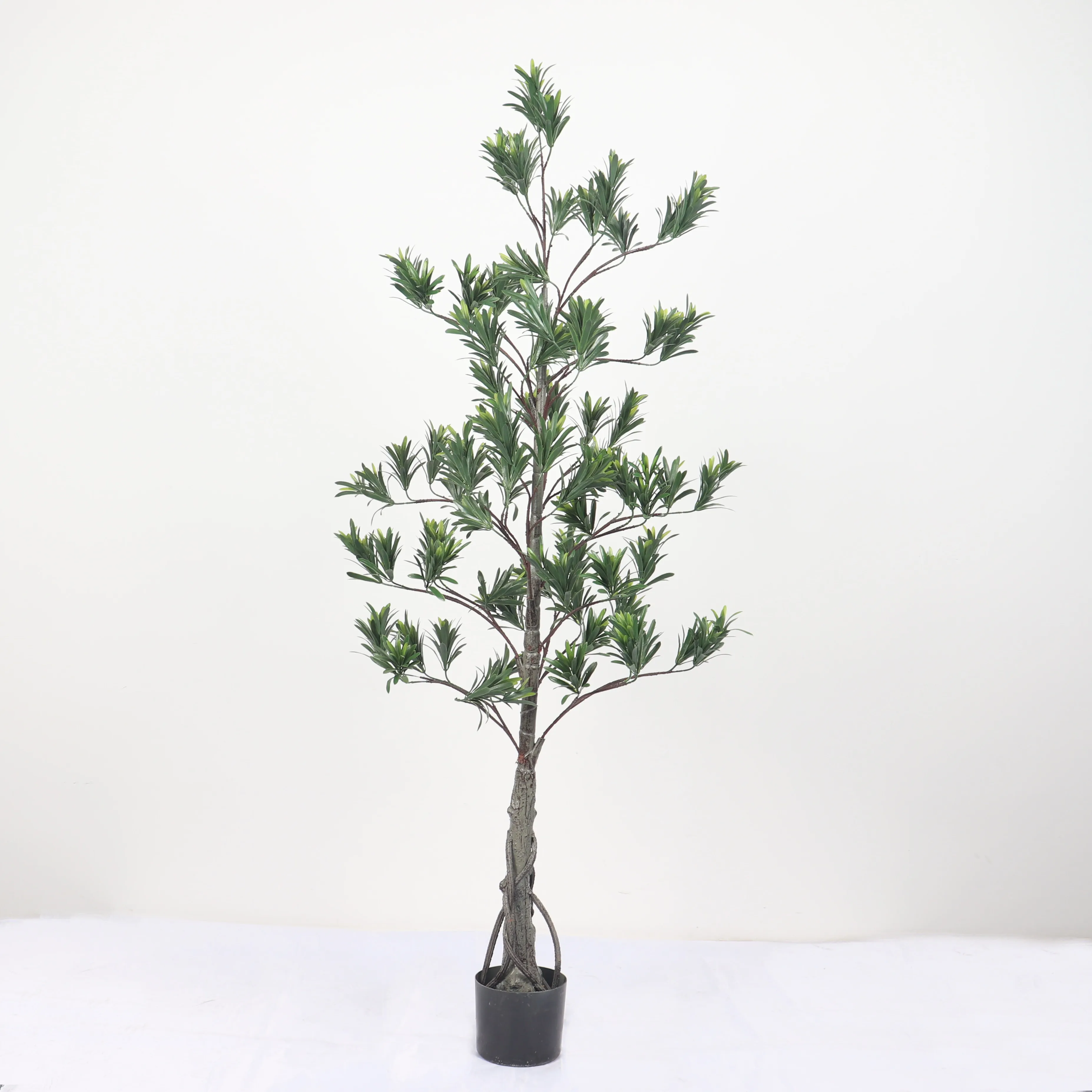 Ornamental plant bonsai pine tree