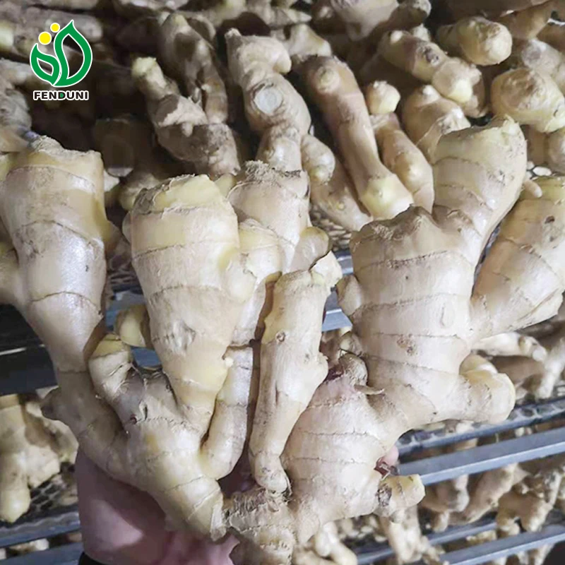 100% Natural Quality Fresh Ginger Dry Ginger in Bulk For Sale
