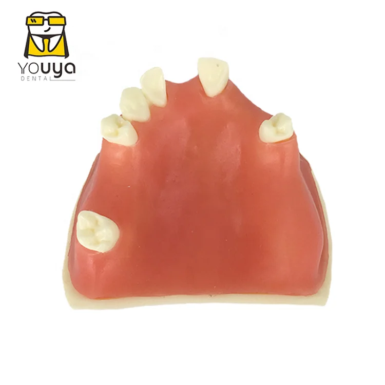 Dental Practice Model Of Planting Training Model Dental Tooth Model