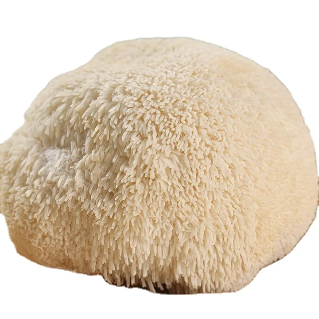 wholesale mushrooms bottle cultivation lions mane mushroom