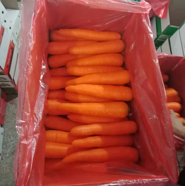 Китайская свежая Сладкая морковка, низкая цена, оптовая продажа