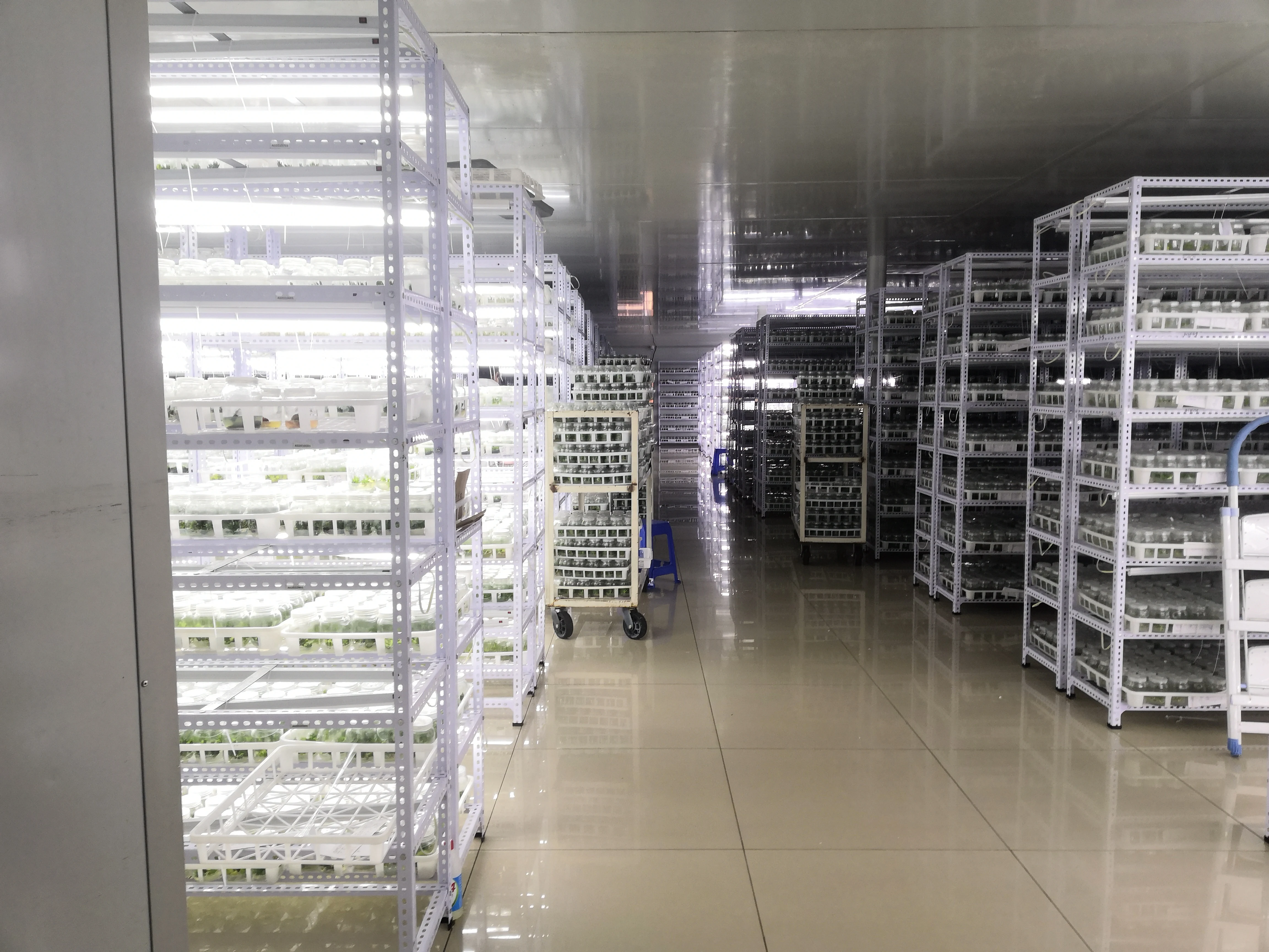 Wholesale hot selling Agave tissue culture - Ornamental plants for gardens
