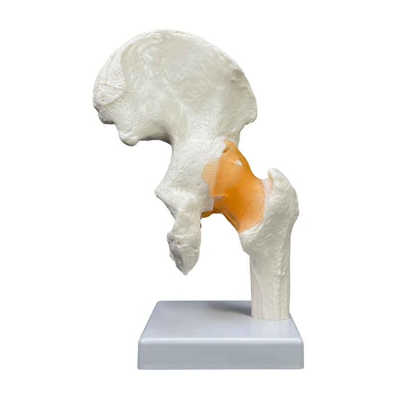 Production of high quality teaching anatomical models PVC material for medical demonstration Life size human hip joint models