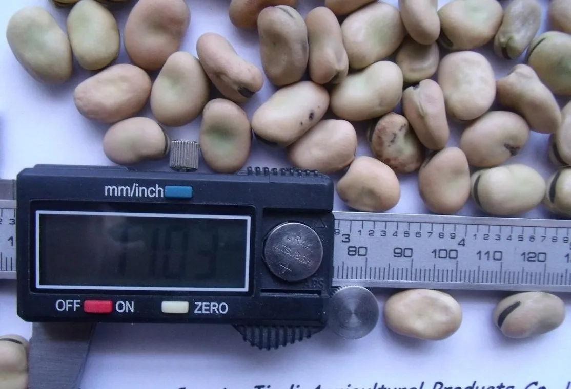 broad bean