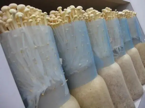 1100/1400ml High temperature resistant PP plastic enoki mushroom cultivation bottle with filter lid