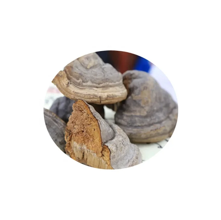 Good Quality Tinder Fungus Extract 30% Polysaccharide Powder