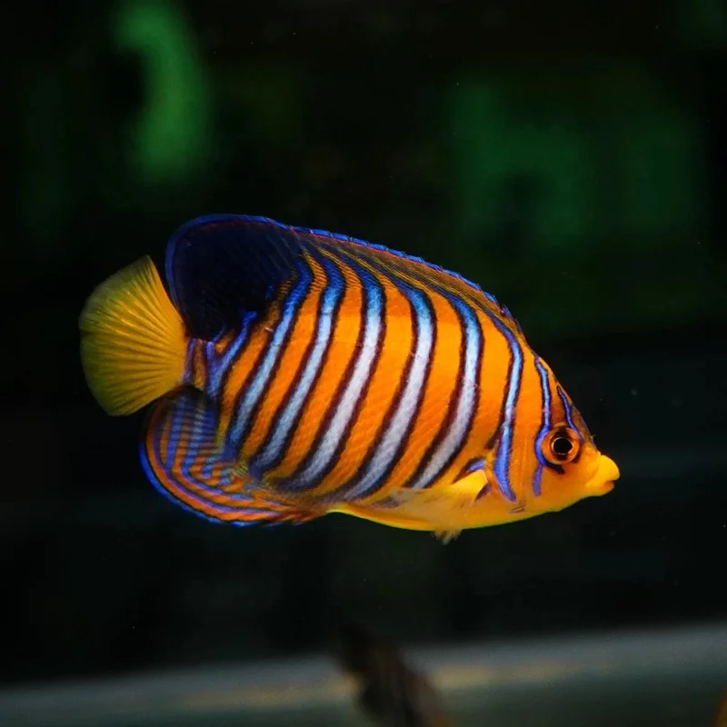 Growth-enhancing Factory wholesale Premix Feed Additives Dimethylpropiothetin DMPT 98% Cas 4337-33-1 For Aquarium fish