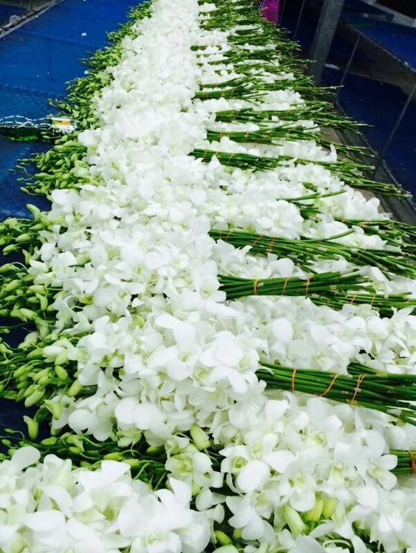 
Fresh Orchid Flowers White 