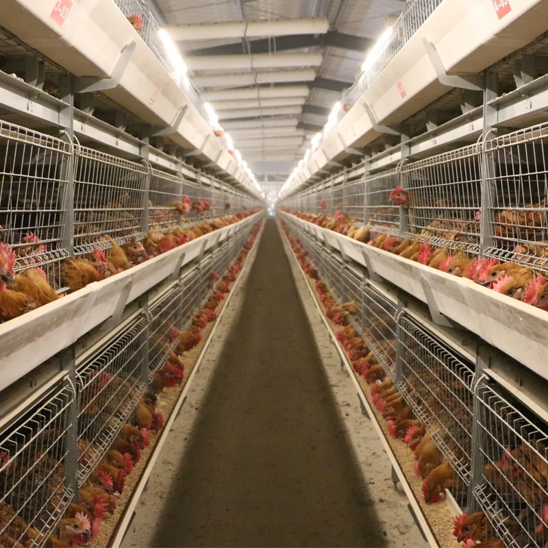 Lowest Price coop 200 broiler chicken breeding cage with high quality