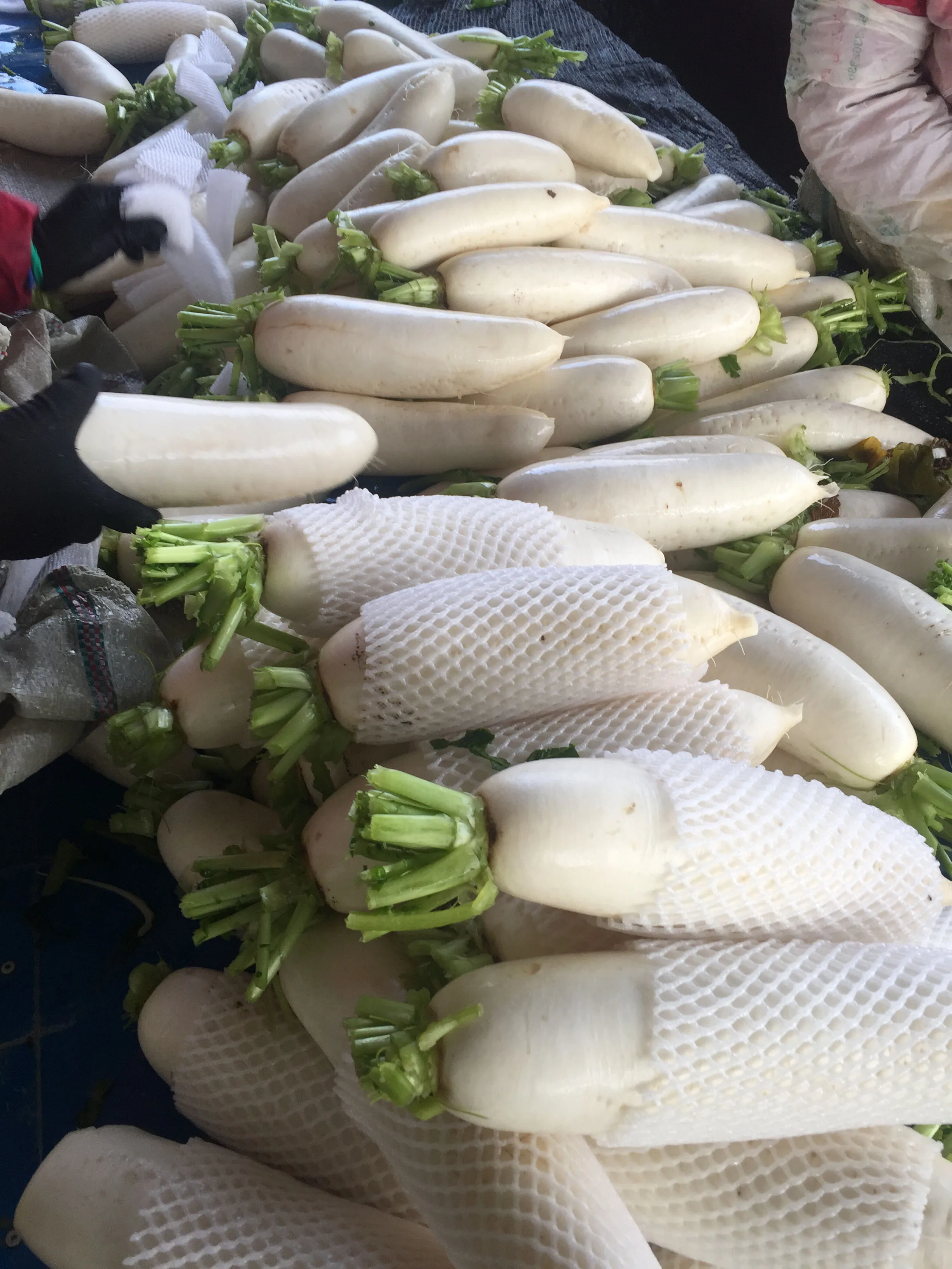 Новый сезон поставки с китайской фабрики свежие зеленые и белые редиски на экспорт длинные семена редьки цена из