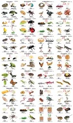 Kids Educational Toy Plastic Animal  Butterfly Ant Frog Turtle Life Hatch Insect Poultry Growth Cycle