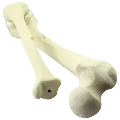 Life size human bones medical teaching loose bone model femur tibia limb bone model