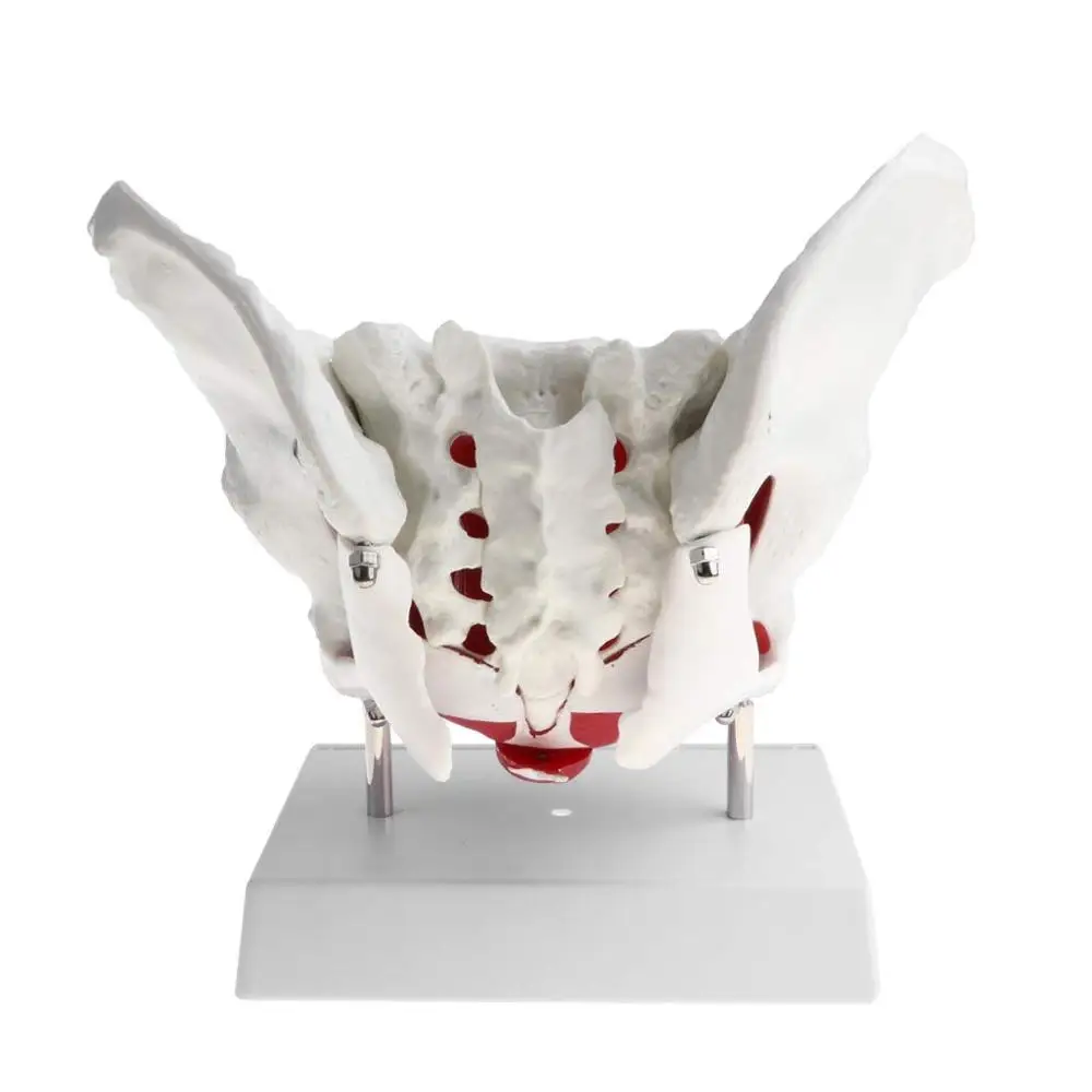 GELSONLAB HSBM-118 Almencla Female Pelvis and Pelvic Muscle Models Human Anatomy Bone Medical