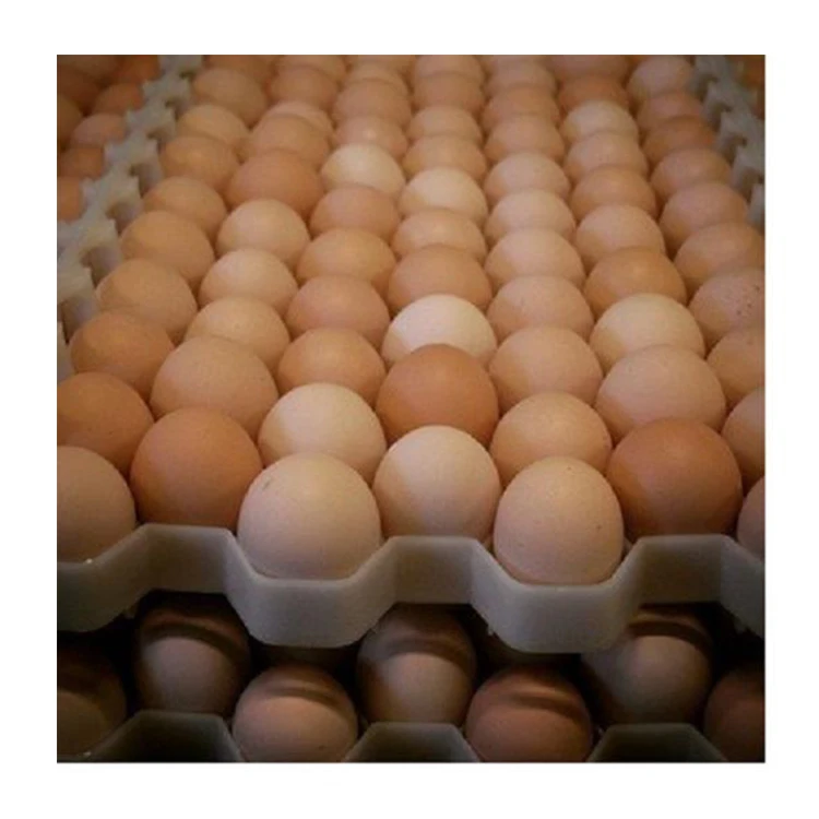 High Quality Fresh Table Eggs and Non - Fertile Eggs Cheap Price from India With Best Custom Packing products