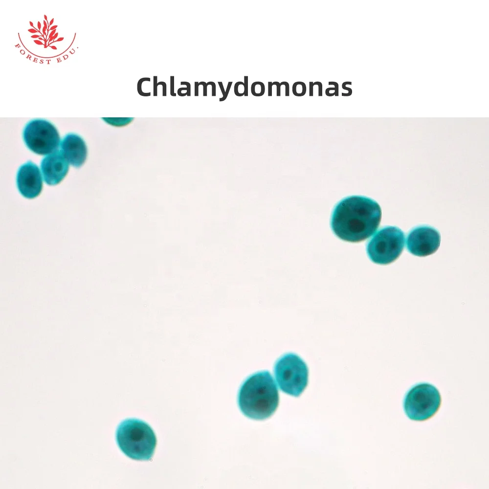 Microscope Slides 10Pcs Protozoa And Algae Slides Set Medical Science Microbiology Education Specimen Prepared Microscope Slides