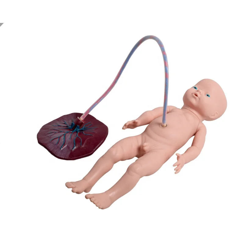 Medical Science Childbirth Model F53 Childbirth Training Model with Delivery Mechanical Parts