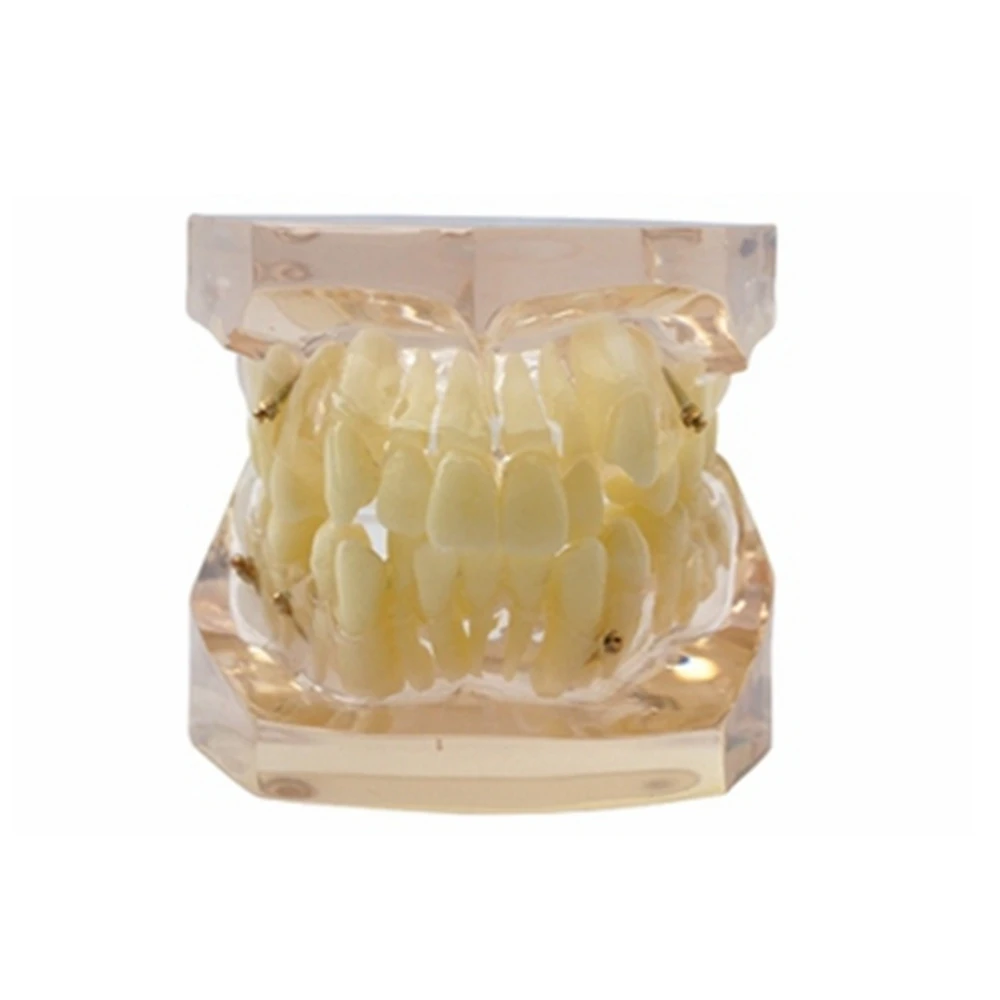 Зубная Орто прозрачная модель зубов детская