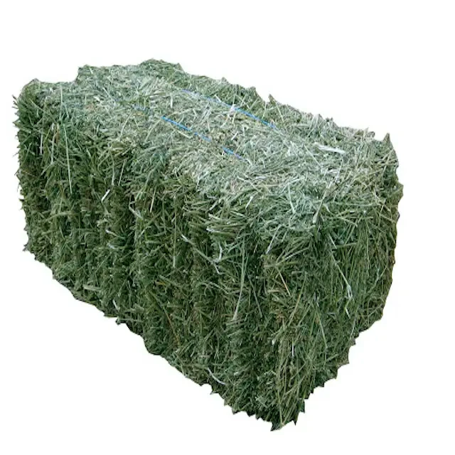 Wholesale Alfalfa Hay Feed at Unbeatable Prices Elevate Health with Premium Pakistani Alfalfa Hay Best Exporter