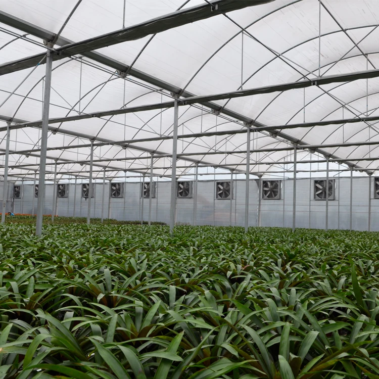 MYXL low cost commercial plastic film agricultural greenhouse manufacturer for sale