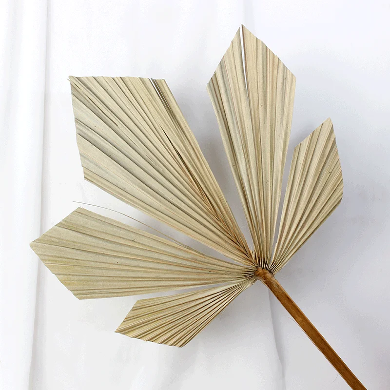 Wholesale wedding decoration natural dry palm leaf plate fan dried flower arrangement palm leaves for wedding decor