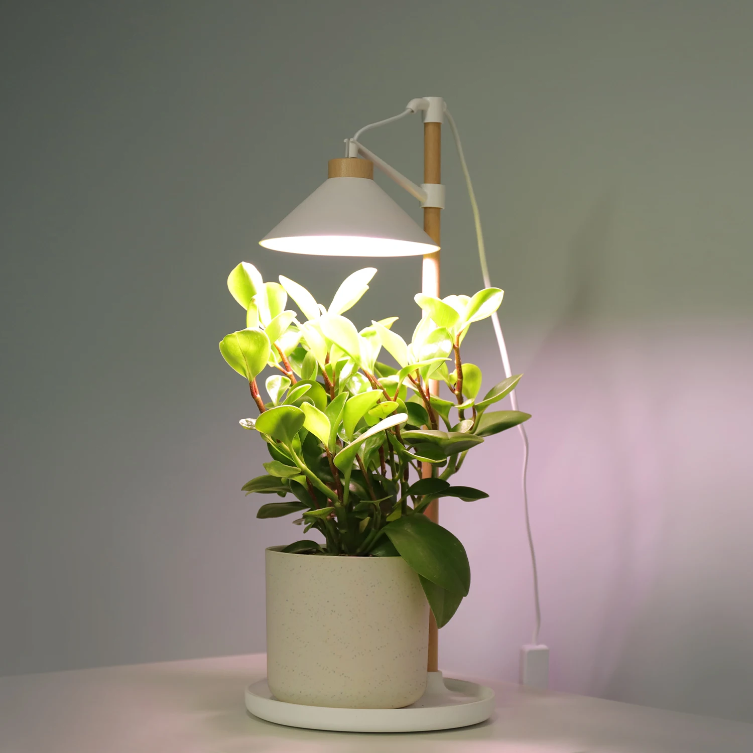 Table Top Home Decoration and Garden High Quality LED Growing Planter Light Garden Wooden Indoor