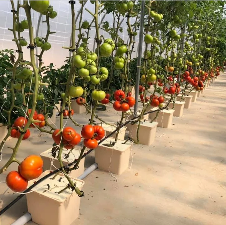 Поставка с завода NatureHydro, квадратные ведра для гидропонных помидоров, пластиковые голландские ведра для выращивания, продажа