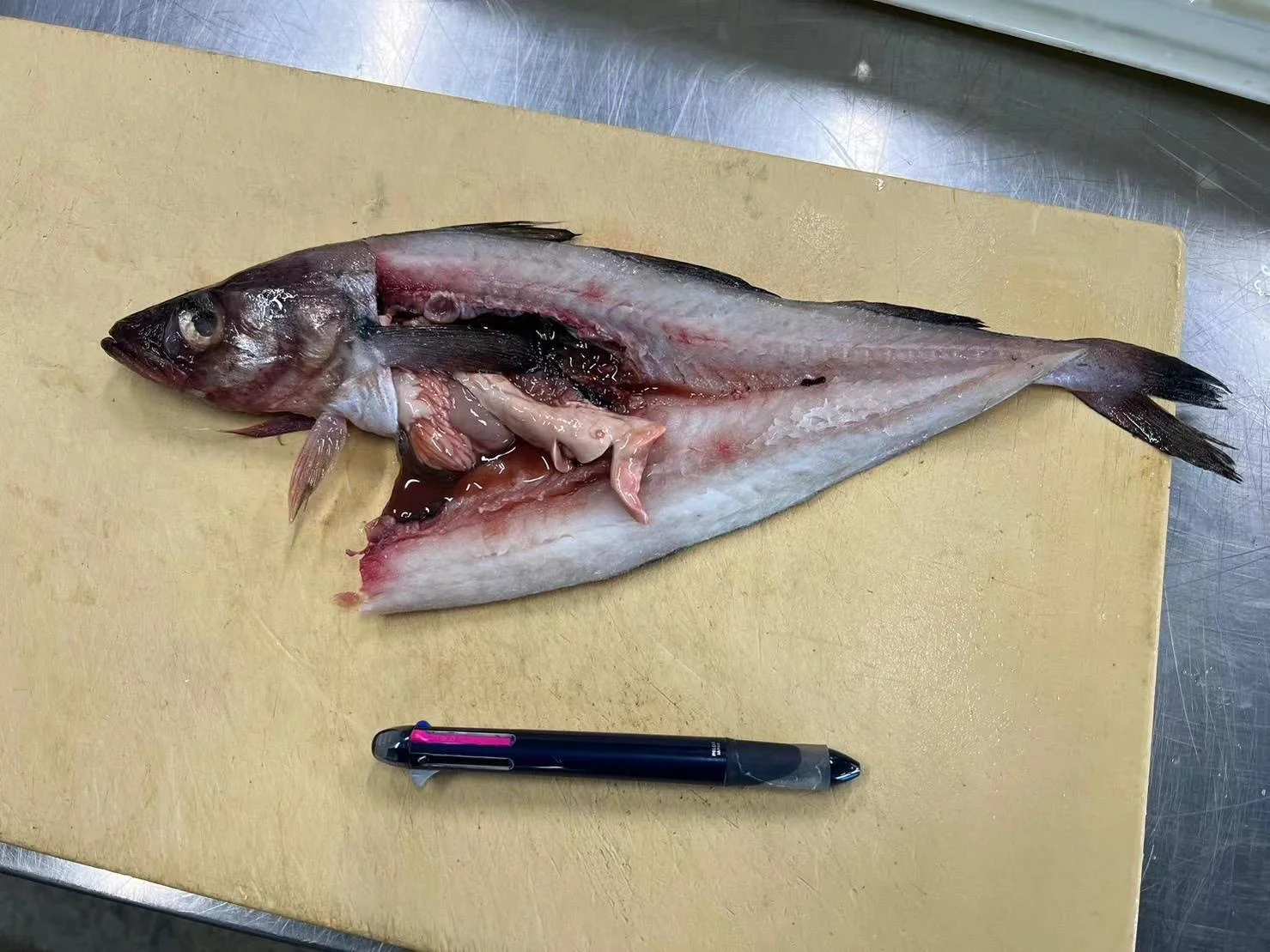 High Quality Japan Origin 300-500g Alaska Frozen Pollock Fish