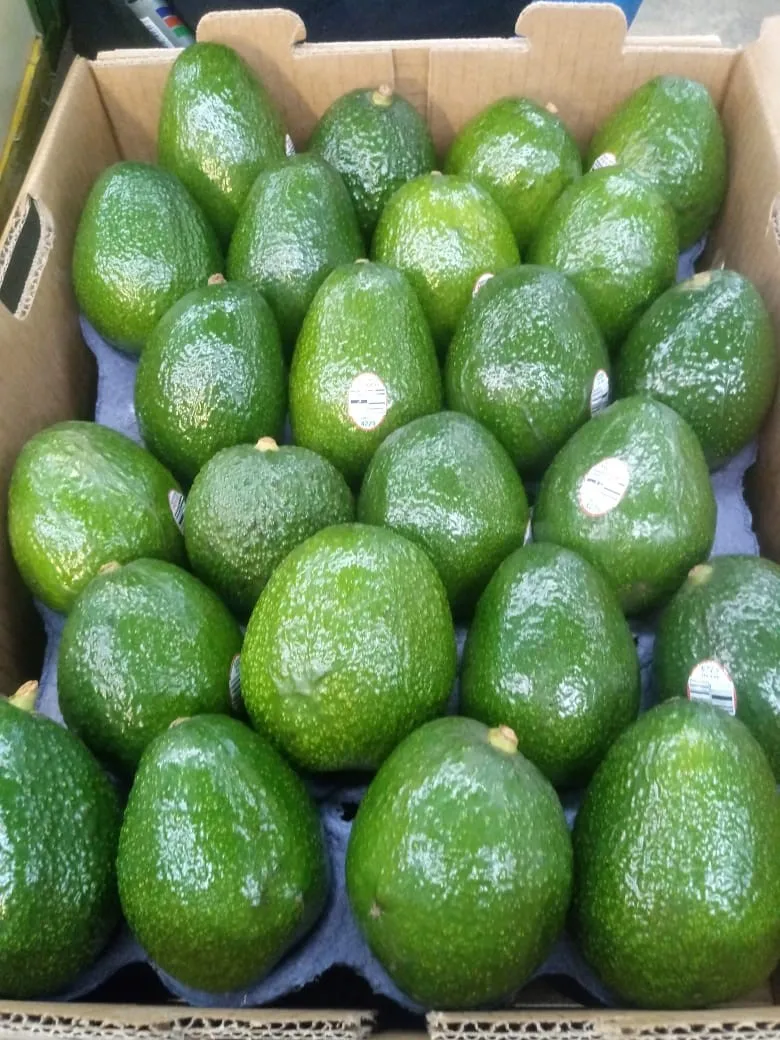 Top Quality All caliber Avocados Food Price Cold Storage Natura Mixed Drinks Fresh Fruit Importers Import Export  D