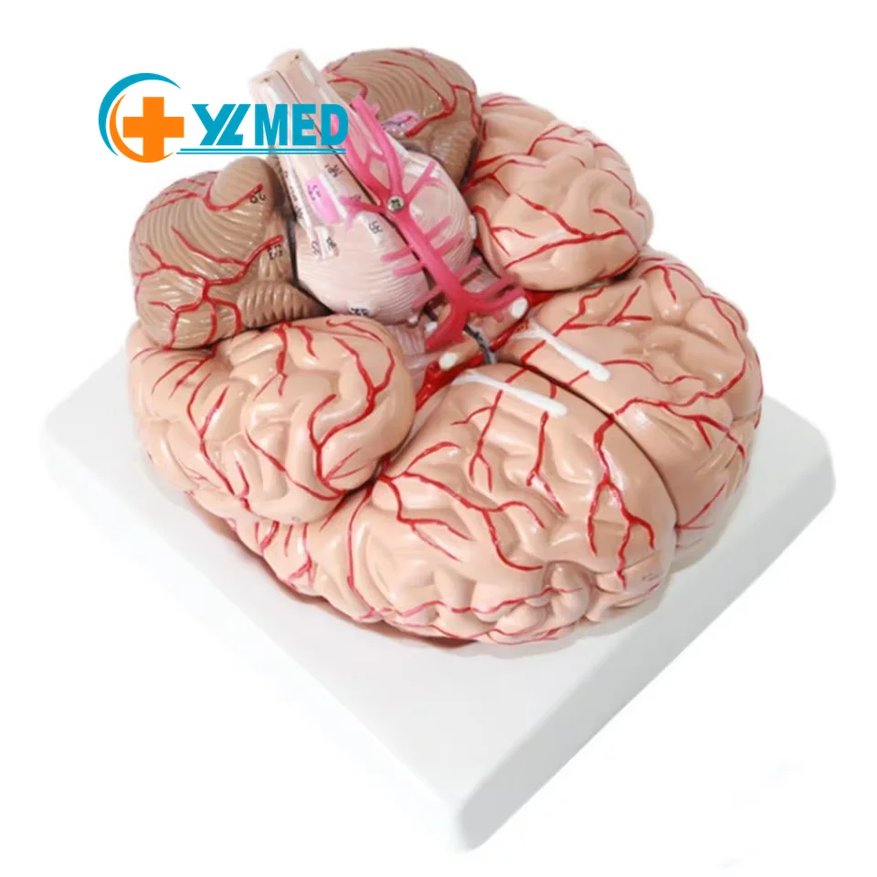 Демонстрация модели мозга, мозговых артерий и функции, модель анатомии мозга