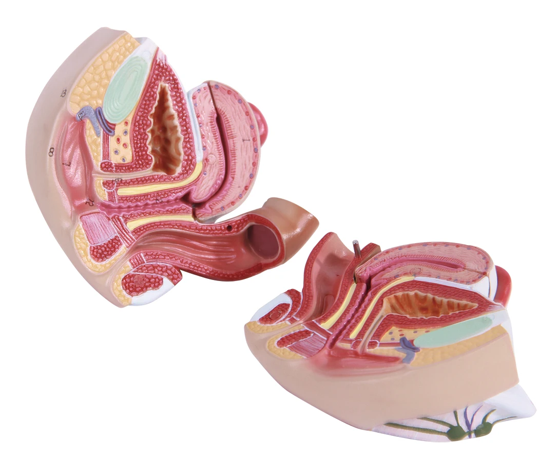 teaching male pelvis models female pelvis model