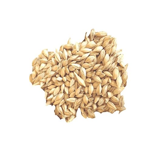
Barley Grain from Kazakhstan wholesale price 