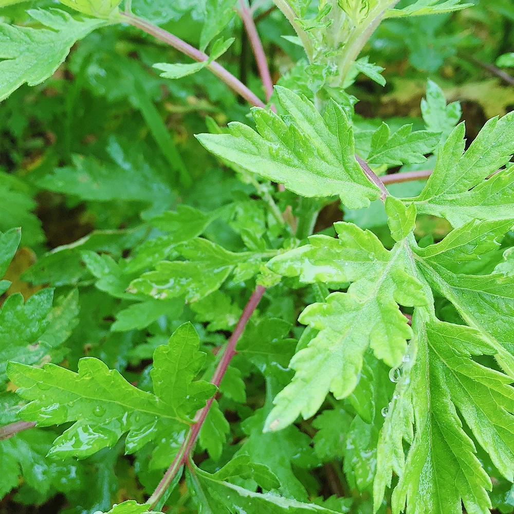 
The best factory hot sale body massage therapy rosemary camellia essential oil 