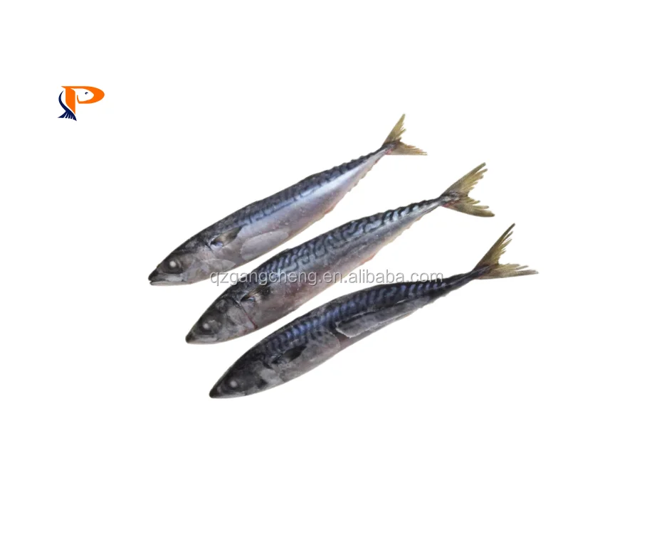 
Export Pacific Ocean Layang Scad 90-100 pce/10 kg Good Quality factory direct 