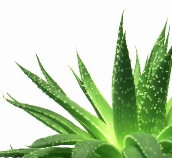 High Quality Aloe vera P.E. Extract Aloin Aloe-emodim 20% 98% HPLC