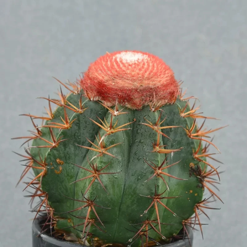 
Perennial Cactus Melocactus salvadorensis 